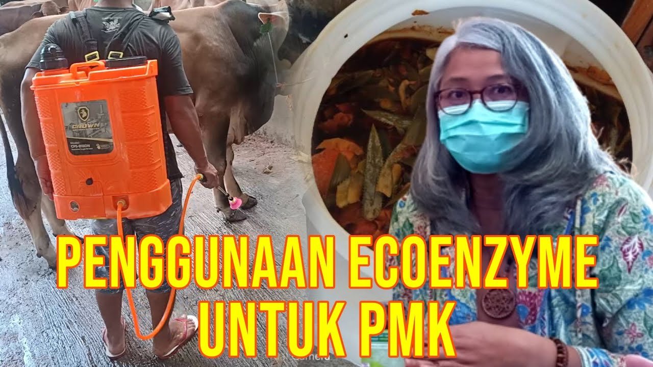 
                                 Manfaat-Ecoenzyme-Sapi-PMK